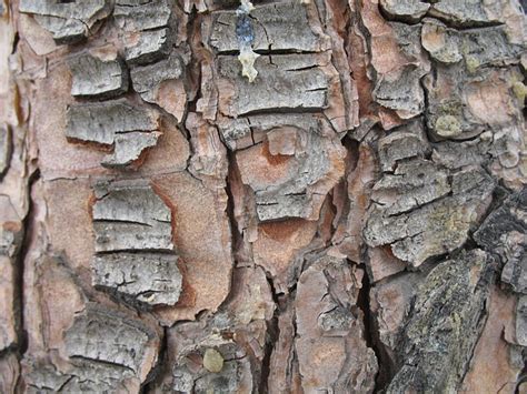 tree nature zoom  photo  pixabay pixabay