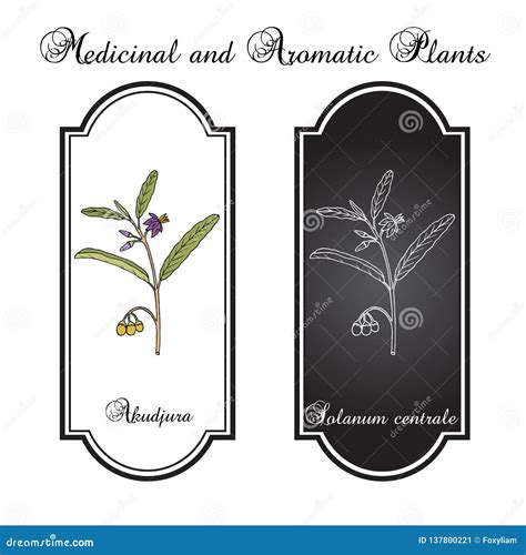 Australian Desert Raisin Solanum Centrale , or Akudjura, Kutjera, Bush