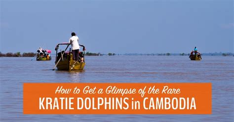 How to Get a Glimpse of the Rare Kratie Dolphins in Cambodia | My Five ...