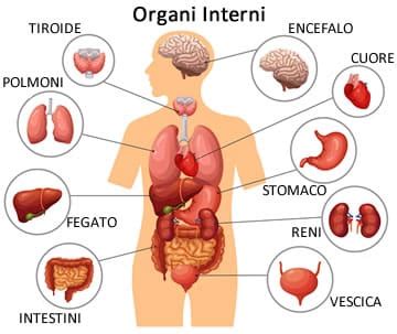 Organi Interni Cosa E Quali Sono Suddivisione E Organi Vitali