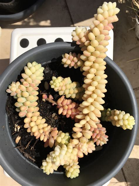 My burro's tail is becoming white pinky ^^ (Sedum morganianum) : r