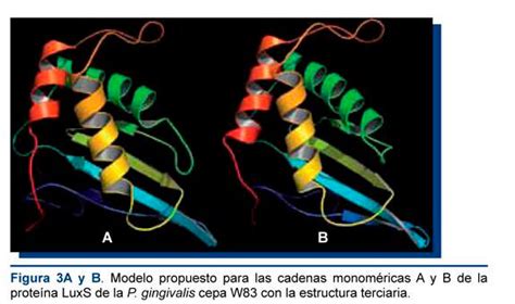 Modelaci N Por Homolog A De La Prote Na Luxs De Porphyromonas