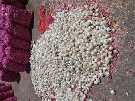 Fresh Garlic Lassun At Rs 50000 Ton Fresh Garlic In Nagpur Id 20158184348