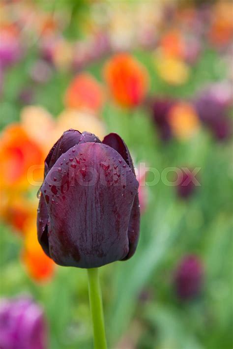 Tulips Stock Image Colourbox