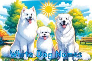 Stylish White Dog Names for Your Furry White Puppy - Name Ideas