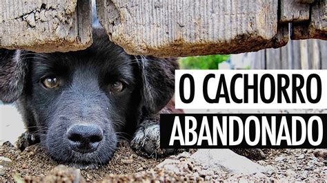 Cachorrinho Abandonado Uma Linda Historia De Um Cachorro Adotado Youtube