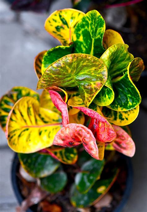 Codiaeum variegatum (Croton) | Green Things Nursery