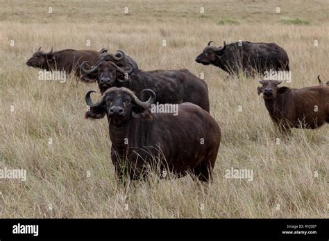 Cape Buffalo Kenya Africa Stock Photo Alamy