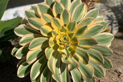 Aeonium Sunburst Characteristics And Care Succulent Alley