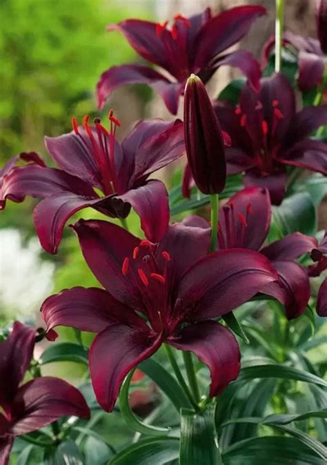 Types Of Lilies Beautiful Cold Hardy Choices For The Garden Artofit