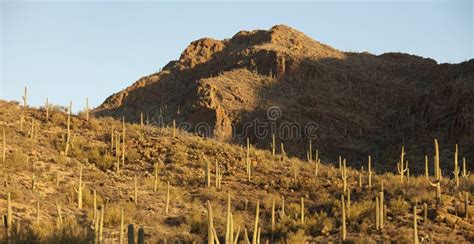 Panorama Of Sonoran Desert Stock Image Image Of Sunrise 38994553