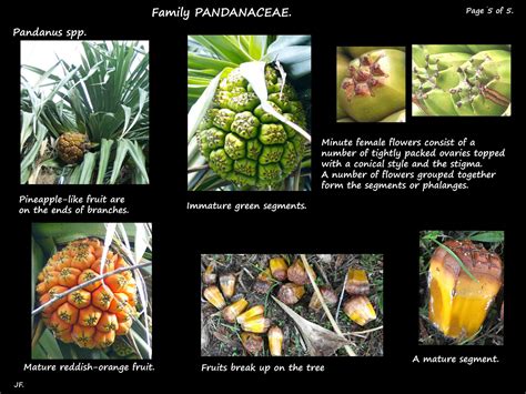 Pandanus - Botany Brisbane