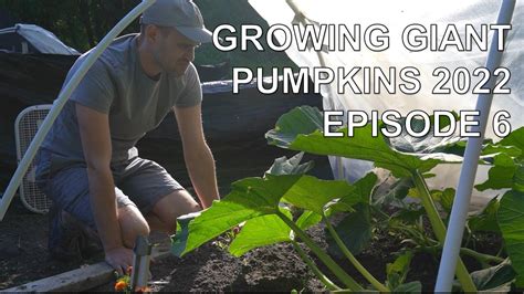 Growing Giant Pumpkins 2022 Episode 6 Culling Removing Greenhouse Vine Burying And Training