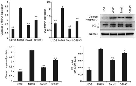 Mrna And Protein Expression Levels Of Cleaved Caspase And Lc In Each