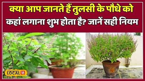 Tulsi Vastu Tips घर की इस दिशा में रखें तुलसी का पौधा घर में हमेशा आएंगी खुशियां Local18