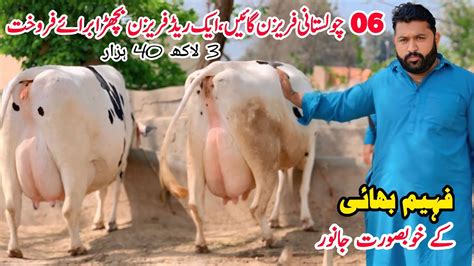 Taj Dairy Farm Top Quality Cross Cow Cholistani Friesian Cross Cow