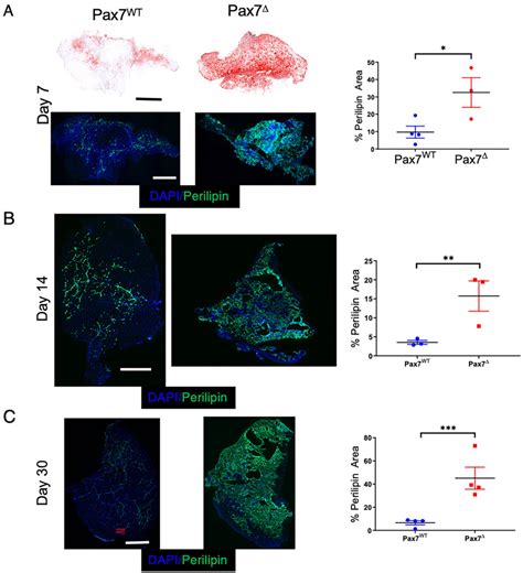 Ablation Of Pax7⁺ Mpcs In Mice Results In Marked Fat Infiltration