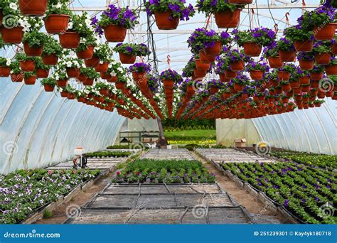 Invernaderos De Flores Para Cultivo Floricultura Imagen De Archivo Imagen De Grande Holanda