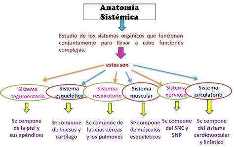 Cuadro Comparativo Diferencia Entre Aparato Y Sistema Ejemplos Nuevo