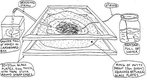 How to Make an Ant Farm | Ant farms, Ant colony, Ants