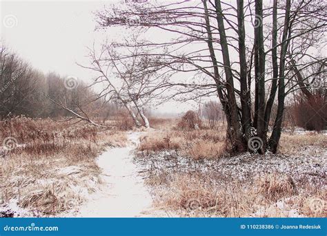 Winter Frosty Snowy Field Path Between Trees Stock Photo Image Of