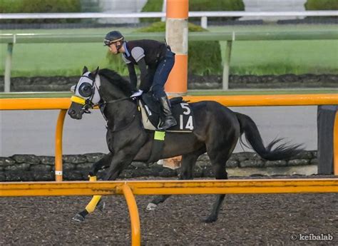 ショウナンアレクサ Shonan Alexa 競走馬データベース 競馬ラボ