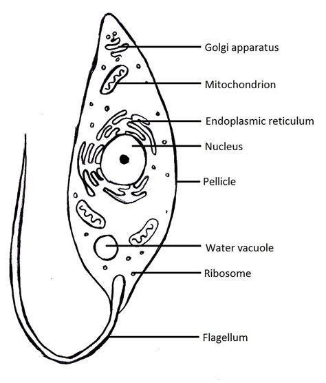 Protist Drawing At Explore Collection Of Protist Drawing