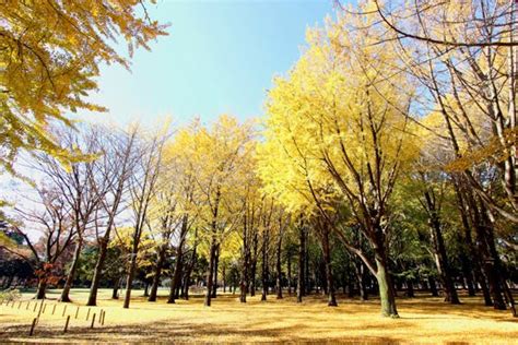 東京の紅葉名所19選！都会の真ん中で燃えるような紅葉を楽しもう！