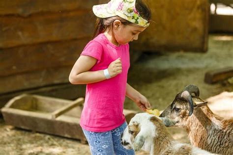 Kids Playing With Animals Stock Photos, Images and Backgrounds for Free ...