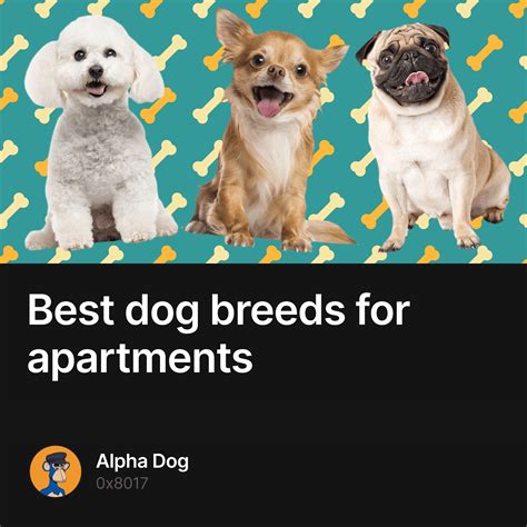 Best dog breeds for apartments - Collection | OpenSea