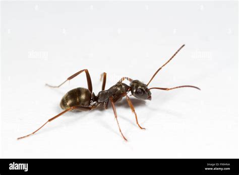 Dusky Ant Formica Fusca Adult Worker Photographed Against A White