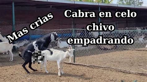 Cabra En Celo Chivo Empadrando Mas Crias Youtube