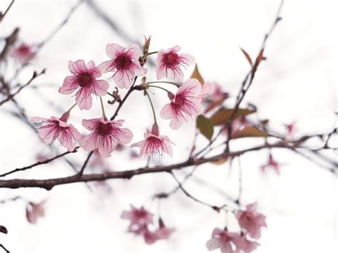 Las Flores De Cerezo Rosadas Florecen En La Plena Floraci N Estaci N