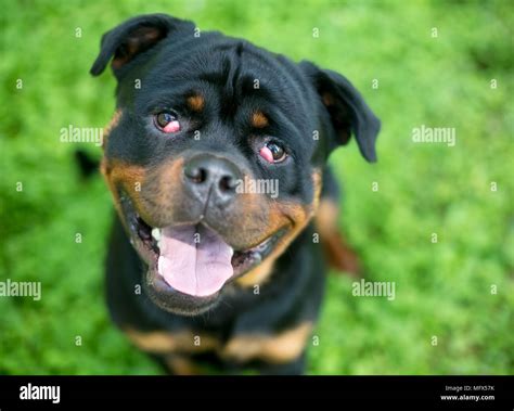 A purebred Rottweiler dog with nictitans gland prolapse or "cherry eye ...