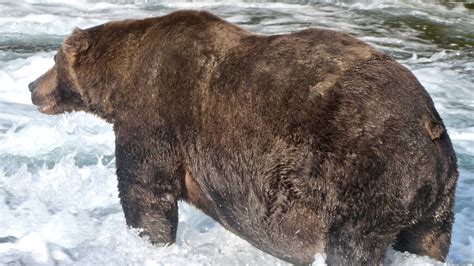 Bear 747 crowned ‘fat and fabulous’ winner of Fat Bear Week 2020 | PIX11