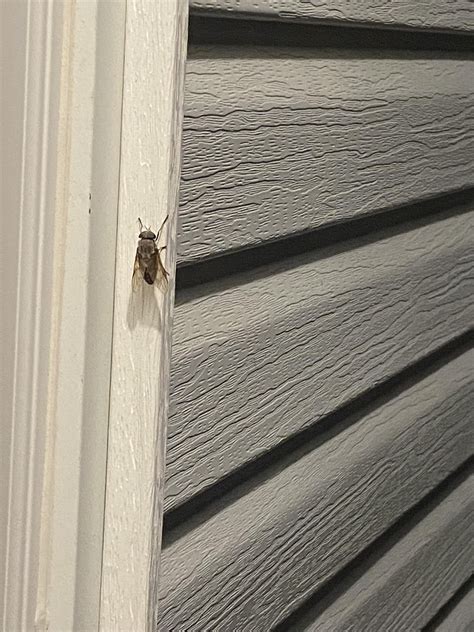 What is this massive fly? : r/bugidentification