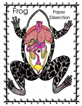 Frog Paper Dissection By Biology Buff TPT