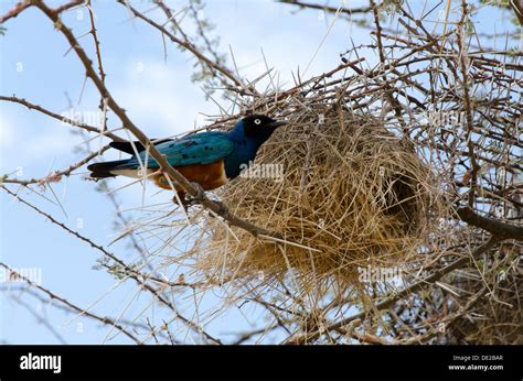 Common Starling Nest