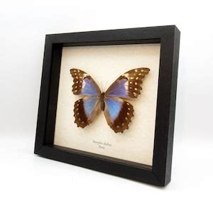 Real Giant Blue Morpho Butterfly Framed Taxidermy Morpho Didius Female