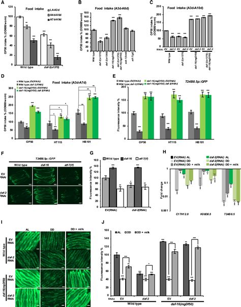 Dietary Restriction Extends Lifespan Through Metabolic Regulation Of Innate Immunity Cell