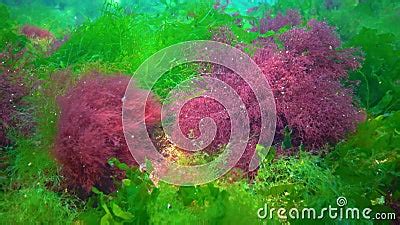 The Thalli Of Red Ceramium And Green Ulva Cladophora Algae Sway On The