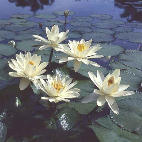 Water Lilies In The Moonlight At Jennie Dias Blog