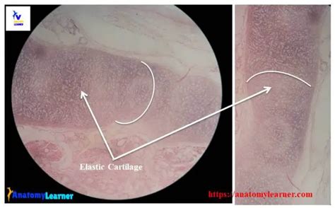 Elastic Cartilage Histology Labeled