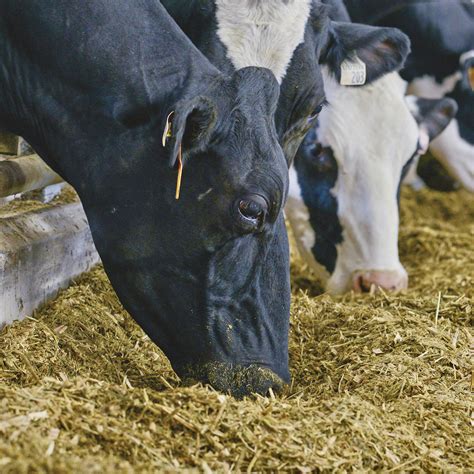 Livestock Producers See Relief On Feed Prices Farmtario