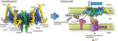 Structural Overview Of The Translocase Of The Mitochondrial Outer