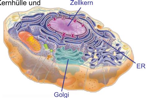 V Zellbio Intrazellul Re Kompartimente Und Transport Karteikarten