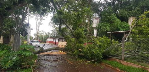 Chuva rápida derruba árvores e atrapalha o trânsito na Capital