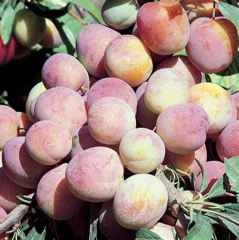 Superior Plum Fruit Plants At Lowes