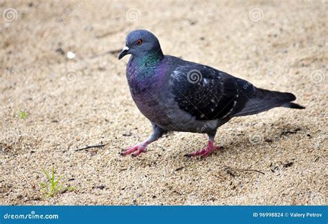 Pomba Na Areia Foto De Stock Imagem De Bico Lago Caminhada