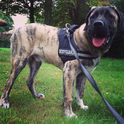 Kangal X Mastino Napoletano 6 Months 40 Kg 6 Months Puppies Dogs